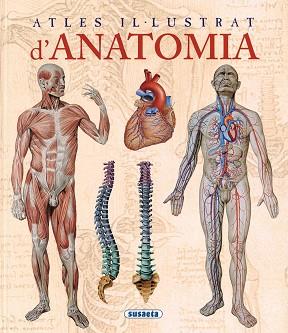 ATLES IL·LUSTRAT D'ANATOMIA | 9788467702101 | RUGUTTI, ADRIANA